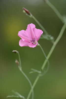 BUITEN BEELD Foto: 326462