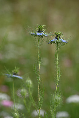 BUITEN BEELD Foto: 326471