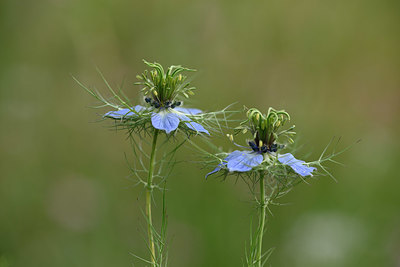 BUITEN BEELD Foto: 326472