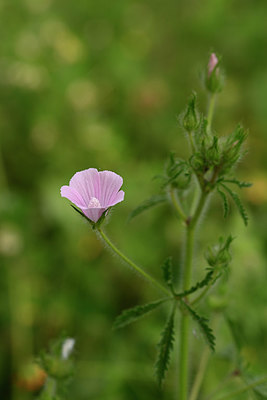 BUITEN BEELD Foto: 326475