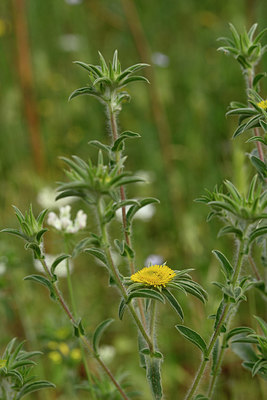 BUITEN BEELD Foto: 326483