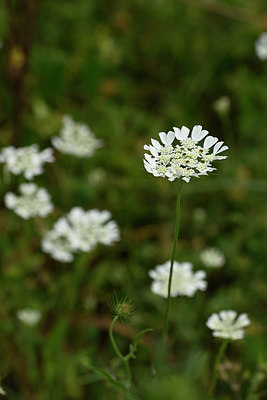 BUITEN BEELD Foto: 326485