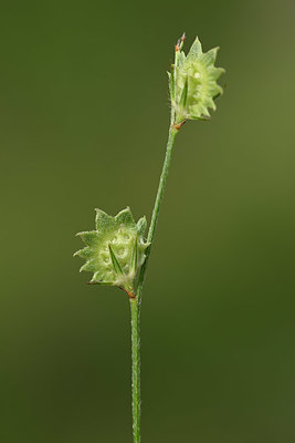 BUITEN BEELD Foto: 326491