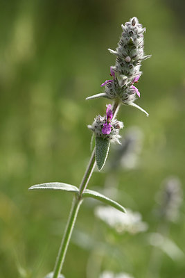 BUITEN BEELD Foto: 326496