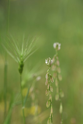 BUITEN BEELD Foto: 326513