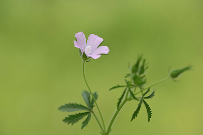 BUITEN BEELD Foto: 326519