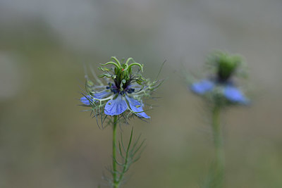 BUITEN BEELD Foto: 326521