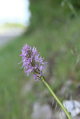 BUITEN BEELD Foto: 326528