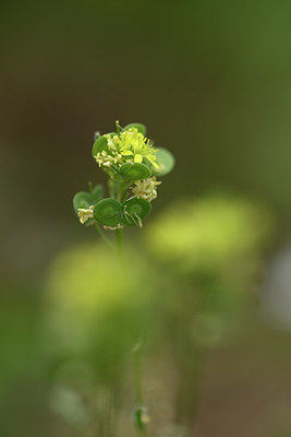 BUITEN BEELD Foto: 326566