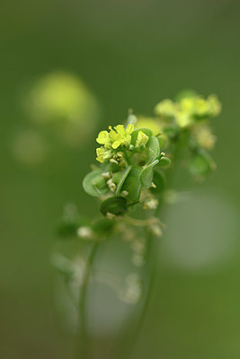 BUITEN BEELD Foto: 326567