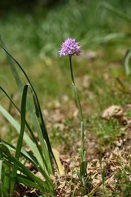 BUITEN BEELD Foto: 326579