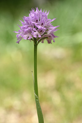 BUITEN BEELD Foto: 326582