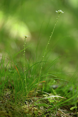BUITEN BEELD Foto: 326584