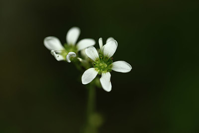 BUITEN BEELD Foto: 326585