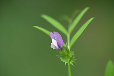 BUITEN BEELD Foto: 326597