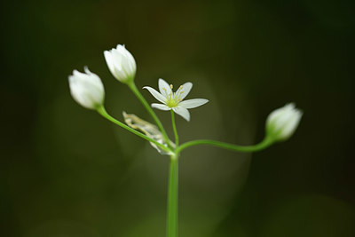 BUITEN BEELD Foto: 326605