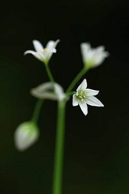 BUITEN BEELD Foto: 326607