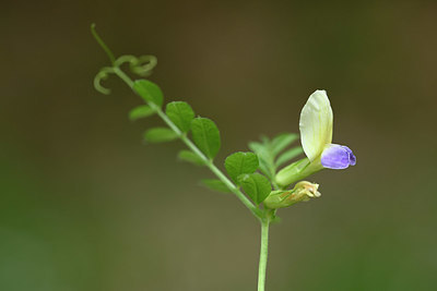 BUITEN BEELD Foto: 326610