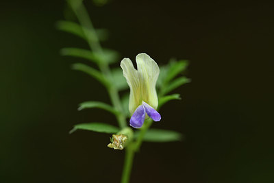 BUITEN BEELD Foto: 326611