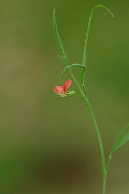 BUITEN BEELD Foto: 326614