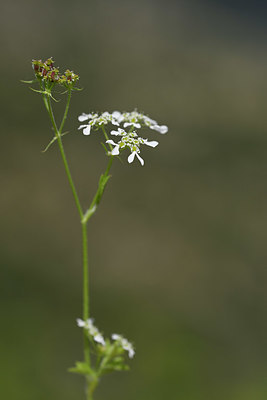 BUITEN BEELD Foto: 326616