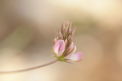 BUITEN BEELD Foto: 326621