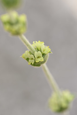 BUITEN BEELD Foto: 326639