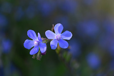 BUITEN BEELD Foto: 326655