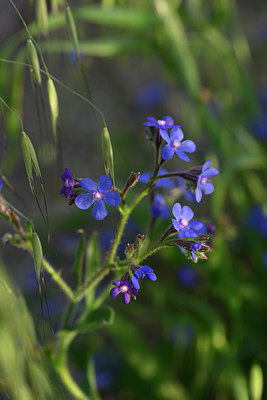 BUITEN BEELD Foto: 326657