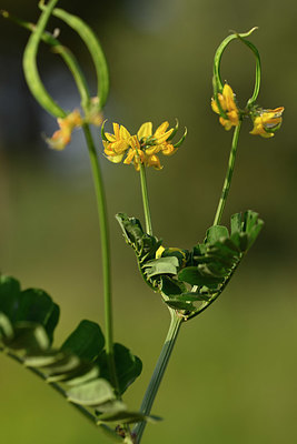 BUITEN BEELD Foto: 326660
