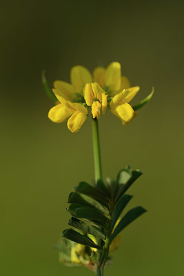 BUITEN BEELD Foto: 326661