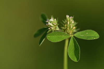 BUITEN BEELD Foto: 326664