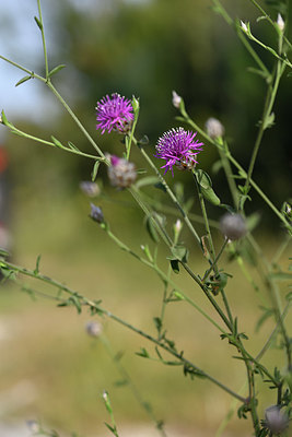 BUITEN BEELD Foto: 326680