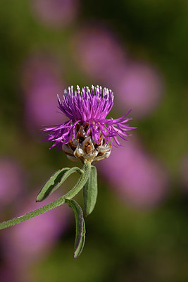 BUITEN BEELD Foto: 326682