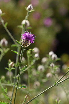BUITEN BEELD Foto: 326683