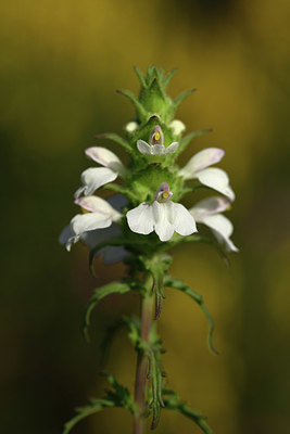 BUITEN BEELD Foto: 326687