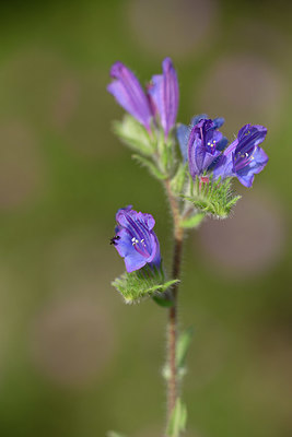 BUITEN BEELD Foto: 326688