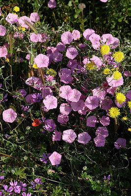 BUITEN BEELD Foto: 326696