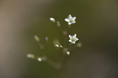 BUITEN BEELD Foto: 326699