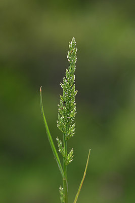 BUITEN BEELD Foto: 326710