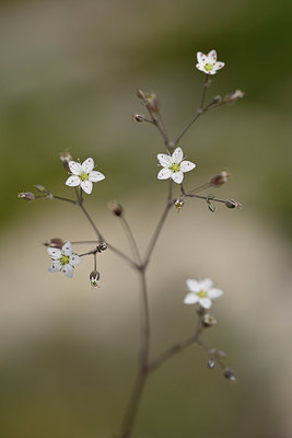 BUITEN BEELD Foto: 326712