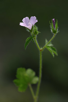 BUITEN BEELD Foto: 326742