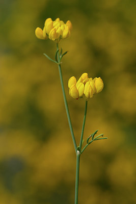 BUITEN BEELD Foto: 326747