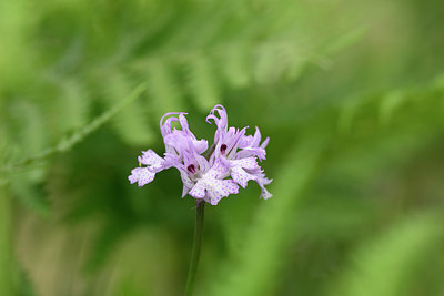 BUITEN BEELD Foto: 326785