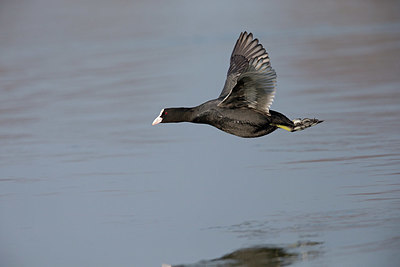 BUITEN BEELD Foto: 326825