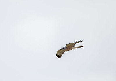 BUITEN BEELD Foto: 326830