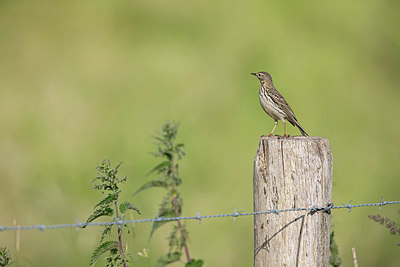 BUITEN BEELD Foto: 326838