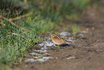 BUITEN BEELD Foto: 326844