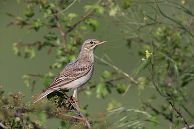 BUITEN BEELD Foto: 326847