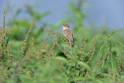 BUITEN BEELD Foto: 326853